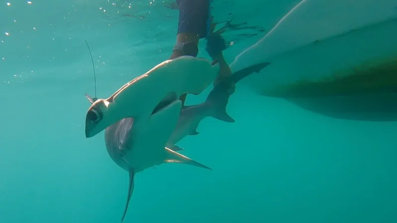 Mysterious shark spotted near the Galápagos Islands for the first time in over 20 years