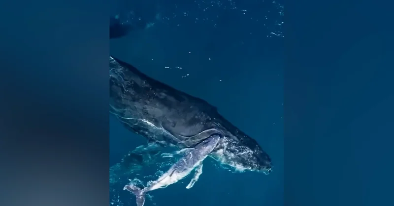 Drone captures humpback whale birth for first time
