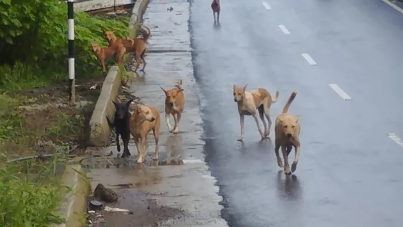 Finding land biggest challenge for Kozhikode Corporation’s stray dog shelter project