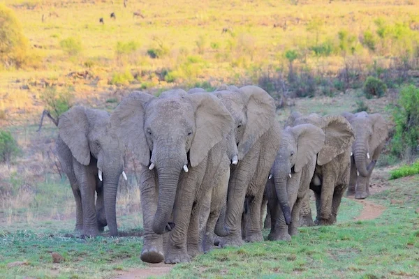 Ethiopia’s Babile Elephant Sanctuary Nears Extinction