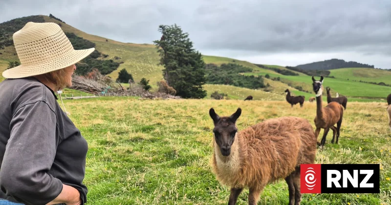 Country Life: "Why not llamas?"