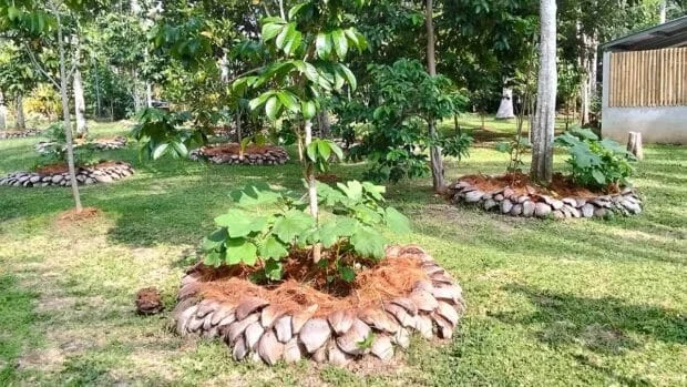 Coconut agency promotes husk mulch to protect trees amid El Niño drought