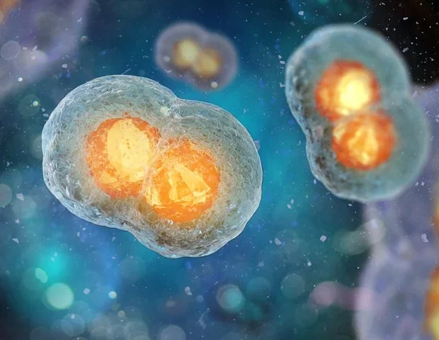ESCRT-III proteins play an unexpected role in protecting DNA bridges during cell division