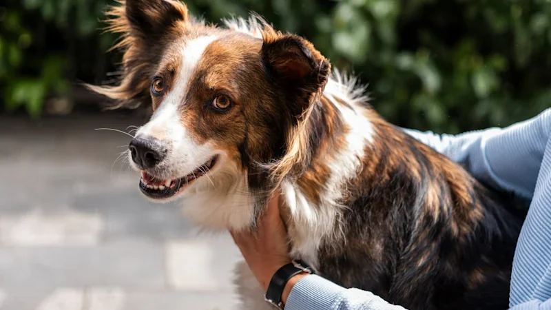 Is your dog protection out of sight and out of mind?