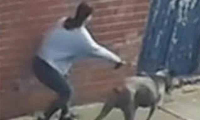 Children, aged six and 11, rushed to hospital after being attacked by a dog at playground: Police release CCTV