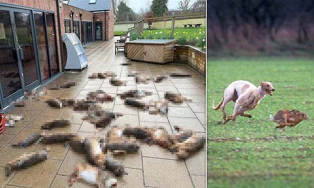Mob terror hits British countryside as organised crime gangs invade farms and intimidate owners to stage illegal hare coursing events - dumping  carcasses in the area Godfather-style
