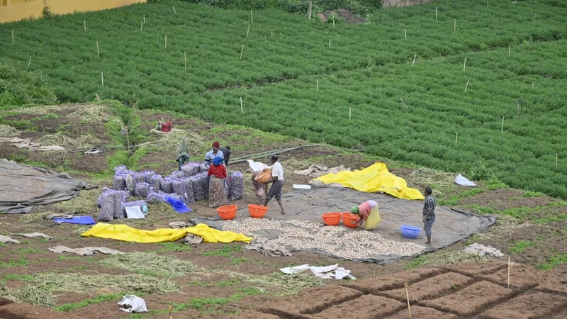 Weak Southwest monsoon hits farmers in Nilgiris
