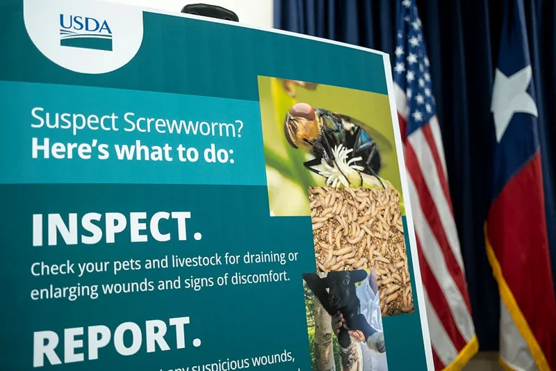 I’m a veterinarian. Here’s how to protect your animals from the new world screwworm