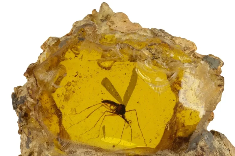 Don’t You Dare Recreate Dinosaurs If You Buy This ‘Jurassic Park’ Amber Mosquito