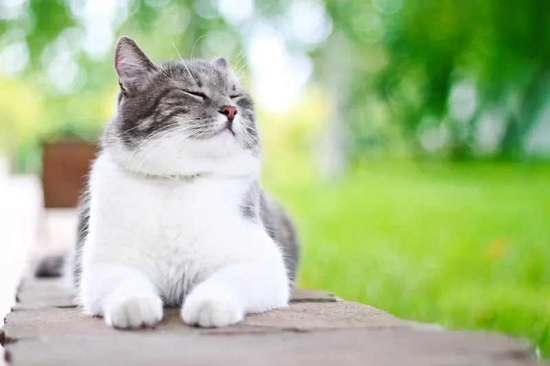 Four science-backed ways to tell if your cat loves you