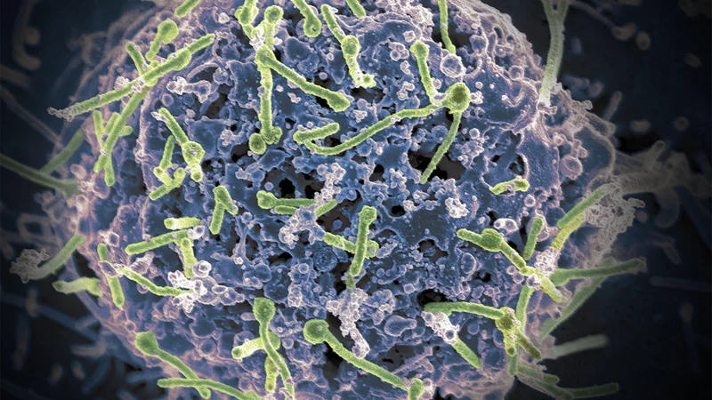 Available Ebola Vaccine May Protect Against Bundibugyo Virus, Study Suggests