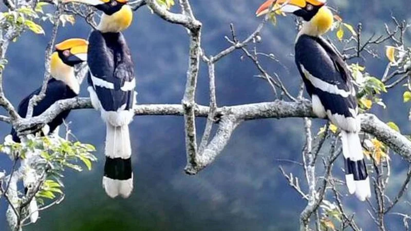 A genetic blueprint for saving Asia’s iconic hornbills