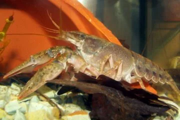 Eighth species of American crayfish found in Dutch rivers