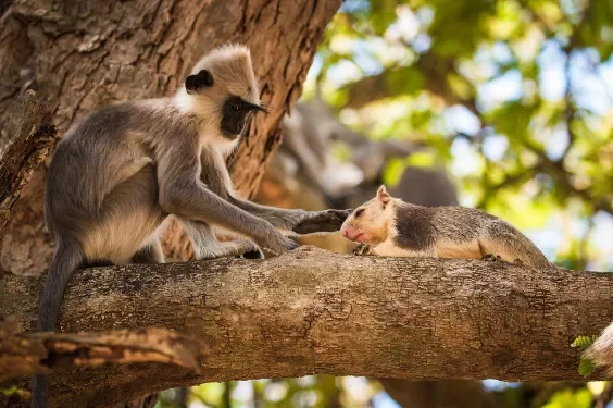 Can A Monkey Have A Pet?