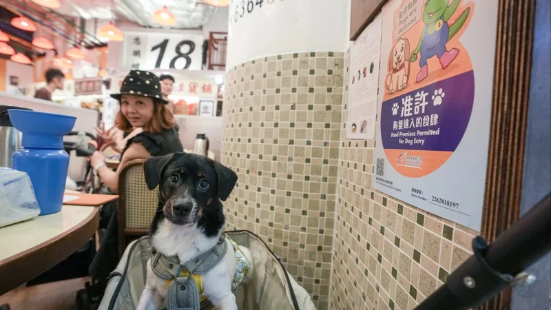 More than 30 restaurants pull out of dog-friendly scheme, 70 warnings issued