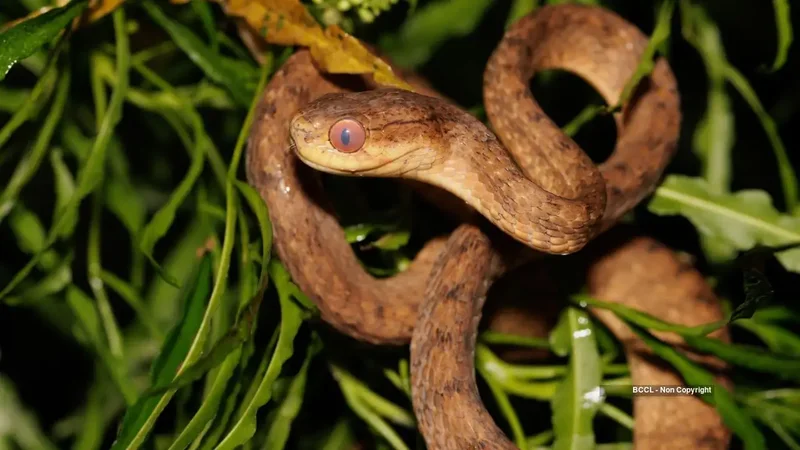 Guam’s snake invasion began after WWII. Now DNA shows 19,000 changes