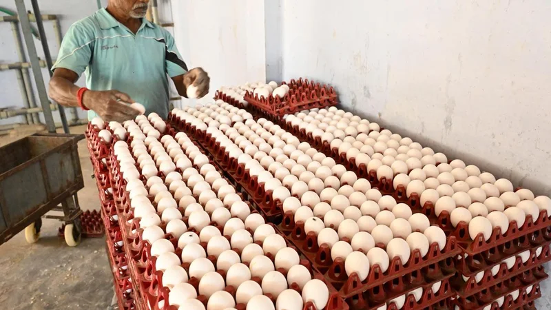 Egg procurement price falls to ₹6 in Namakkal