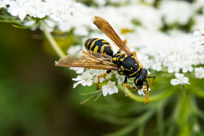 The reason for the lack of wasps this summer