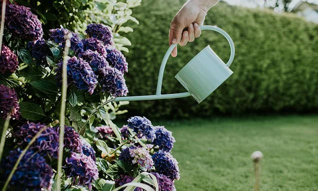 Ultimate guide to caring for your garden during a heatwave: As the RHS warns of wilting hydrangeas, how to stop your favourite flowers dying amid hosepipe ban