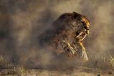 Rare Spinal Tumors Found in Saber-Toothed Cats Trapped at La Brea May Hint at Inbreeding Before Extinction