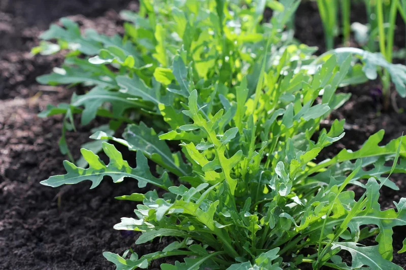 The garden vegetables that love warm weather and you don’t need to replant every year