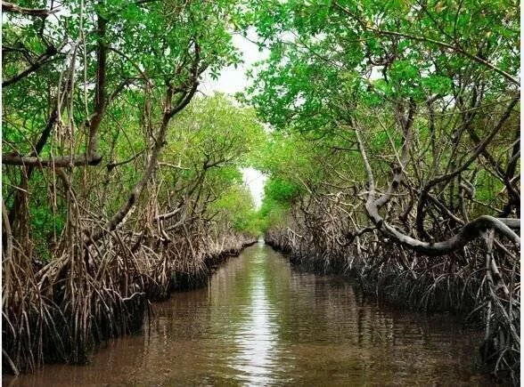 DOE outlines measures to save, restore mangrove forests