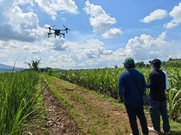 Why aerial spraying is the wrong answer to sugarcane pest infestations