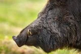 A Medieval Hunter May Have Turned a 220-Pound Wild Boar's Tusk Into a Lucky Charm