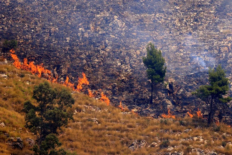 Arsonists spread Italian wildfires by tying flammable rags to cats’ tails