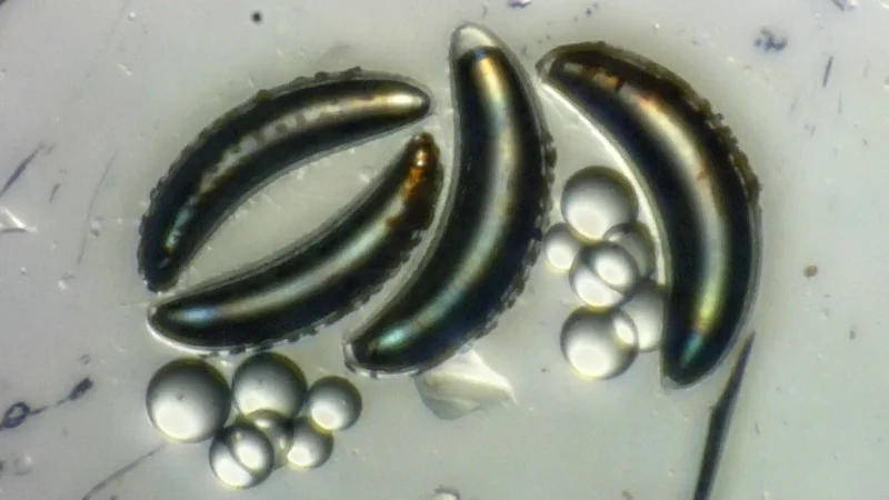Insects survive 1,213 feet of pressure under water, defying physics