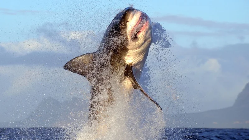 How to watch 'Air Jaws: Red, White and Breach' – stream 'Shark Week' 2026 from anywhere