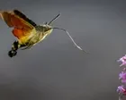 ‘Grey lump with orange wings’: migrating moth descends on UK gardens