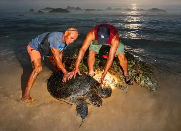 Sea turtle rescued, released off Quezon's Jomalig Island