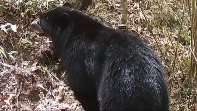 Rare video shows Andean bear entering river in Bolivia watershed
