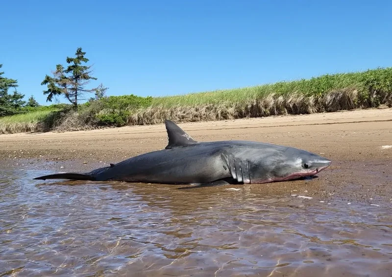 Great white shark washes up on Nova Scotia beach