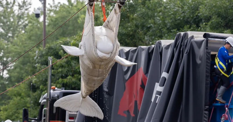 How Do You Move 30 Beluga Whales? With Cranes, Planes and Anti-Anxiety Medicine.