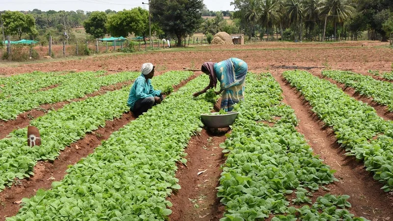 Anti-Tobacco Forum opposes enhanced aid for FCV growers