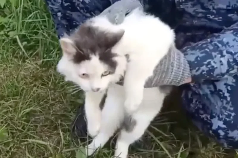 Prison guards capture drug-mule cat smuggling narcotics into Russian prison