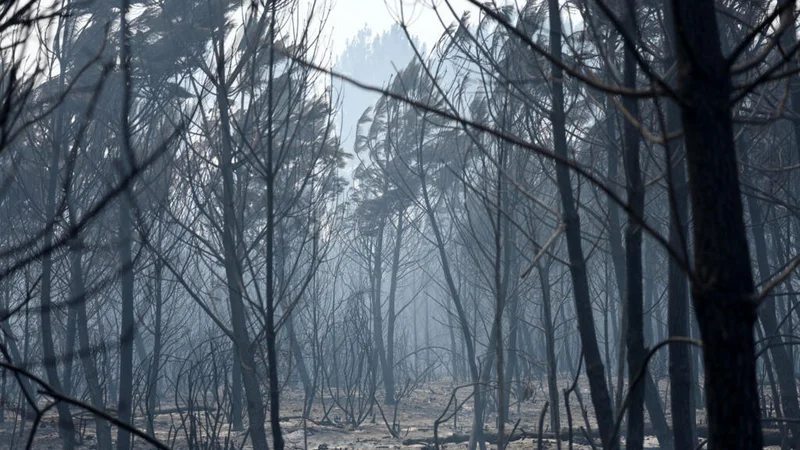 As fires still blaze, France thinks about how to rebuild its forests