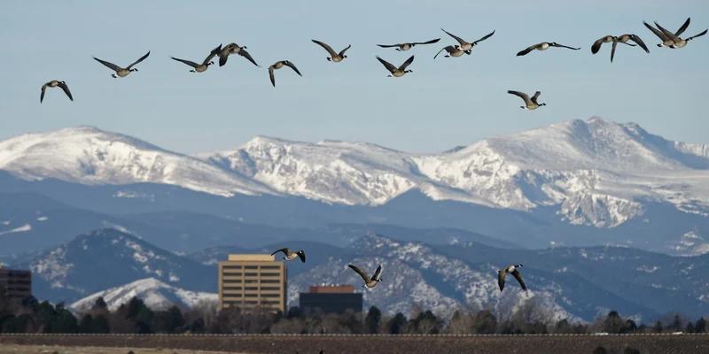 Not all Coloradans want to share their cities with Canada geese and their poop – a wildlife manager shares the control methods that work