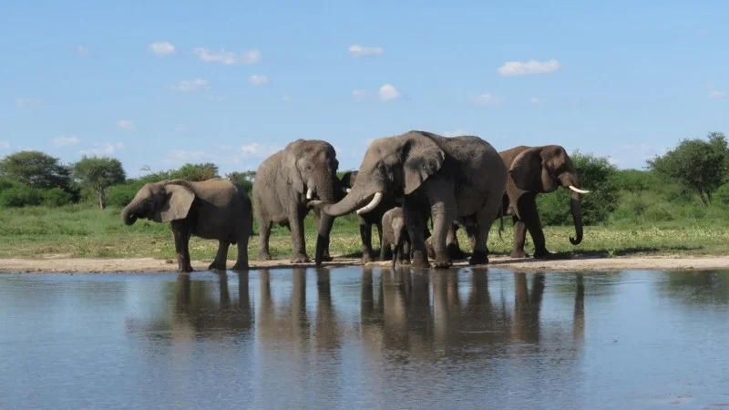 Elephants can relearn how to live wild after years in captivity