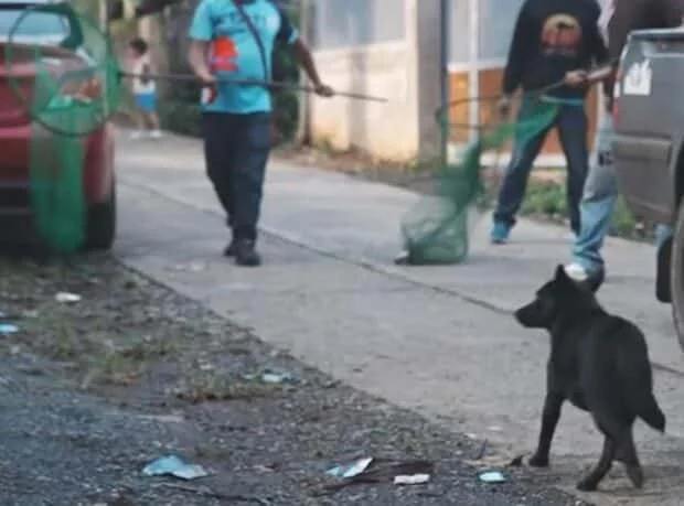 Malaybalay City ramps up crackdown vs stray dogs