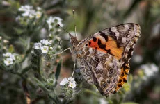 Have you noticed more butterflies this summer? Here's the reason why