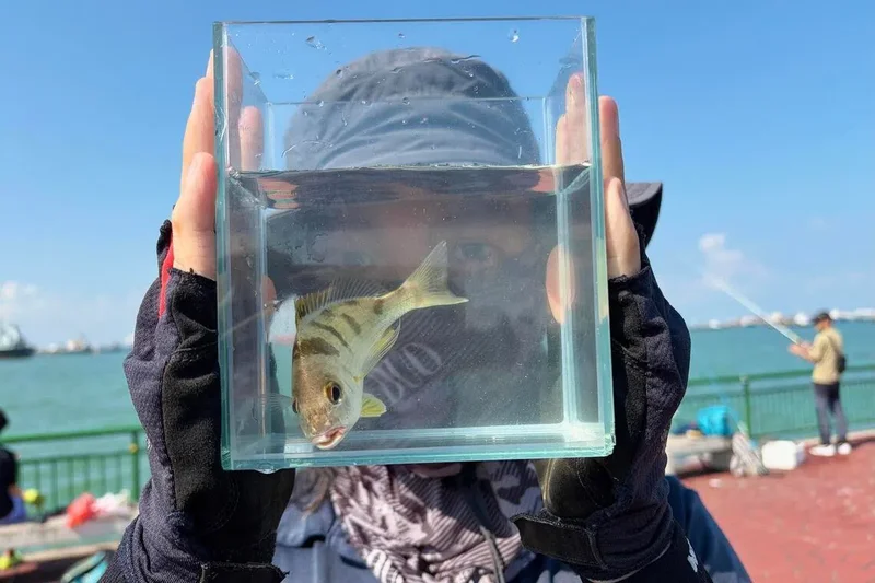 Gen Z anglers form society to document Singapore’s fish