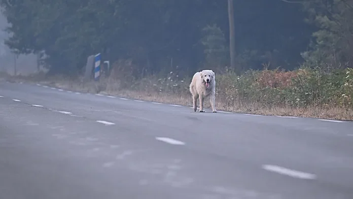 France veterinary team treats pets of wildfire evacuees