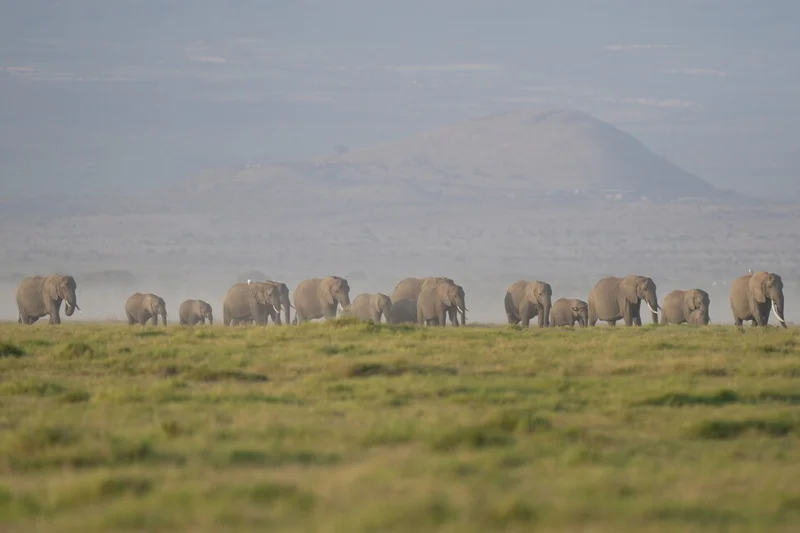 The deaths of 15 elephants in Kenya’s Amboseli National Park spark investigation