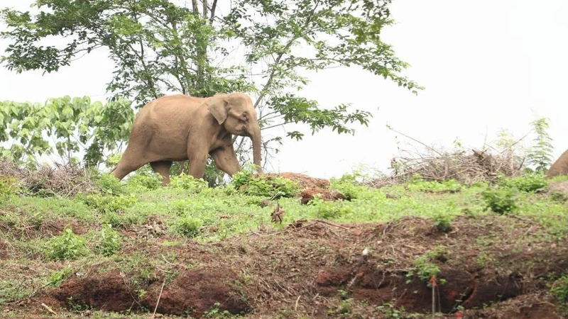 Forest department begins profiling straying elephants to tackle rising human-wildlife conflict in north Kerala