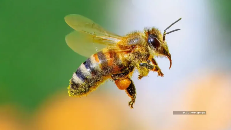Honeybee diet change boosts pesticide survival from below 50% to 90%