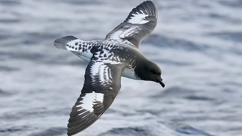 Bird flu alert as dead petrel found on Greater Brisbane island tests positive
