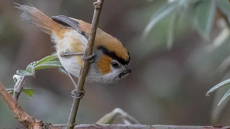 Himalaya’s birds grapple with a seasonal drop in insect prey